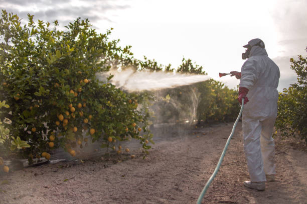 Best Local Pest Control Services  in Chippewa Falls, WI