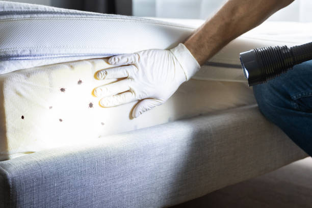 Best Bed Bug Extermination  in Chippewa Falls, WI