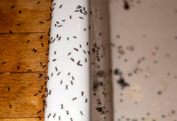 Best Best Pest Control Companies  in Chippewa Falls, WI
