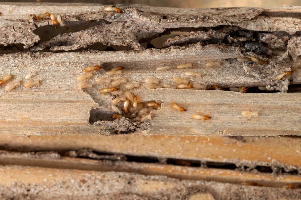 Best Best Pest Control Companies  in Chippewa Falls, WI