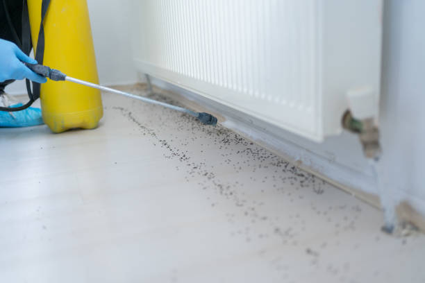Best Rat Extermination Near Me  in Chippewa Falls, WI